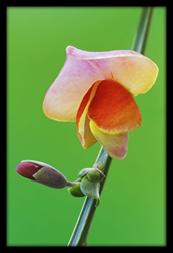 India Desire : Buy WallsnArt, Nature Modern Framed Art Work Painting At Rs. 40 from Amazon